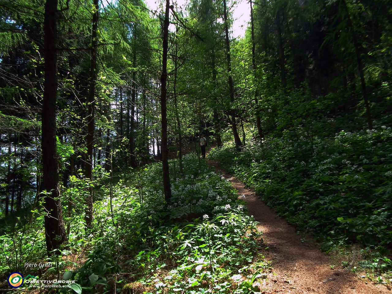 28 fittissimo bosco di abeti....JPG